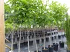 A row of young walnut trees in pots, lined up in an outdoor nursery or garden center. Produktbild-Vorschau