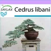 SAFLAX - Libanonský céder - Cedrus libani - 20 Semená Náhľad obrázku produktu 5