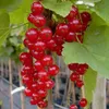 Jonkheer van Tets, rote Johannisbeere Hochstamm saftige Produktbild-Vorschau 1