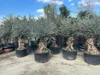 Olivenbaum XXL 150 Jahre Alter schöner knorriger Stamm Olea Produktbild-Vorschau 4