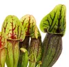Roślina rurkowata – Sarracenia purpurea Hybr. – Roślina Podgląd zdjęcia produktu 3