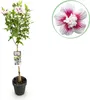Hibiscus syriacus Starburst Chiffon: pianta a fusto fiorita Anteprima dell’immagine prodotto 1