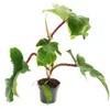 Philodendron squamiferum – divoký filodendron s červenými Náhled obrázku produktu 1