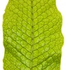 Krokodilfarn – Microsorum musifolium crocodyllus – Produktbild-Vorschau 3