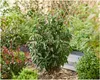 Stauden Gänge 1 x Prunus lusitanica - Portugiesischer Produktbild-Vorschau 2