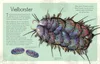 Wundervolle Welt. Wasser Anteprima dell’immagine prodotto 5