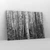 Bild auf Leinwand - Leinwandbild - Einteilig - Birken Wald Produktbild-Vorschau 4