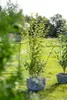 Two potted plants are placed on a grassy lawn in a garden setting. One plant is in the foreground, and another is slightly behind it to the right. A table with a pot is visible in the background on the left. Produktbild-Vorschau