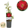 Green boutiQ - Klimroos - Rosa Red Queen - Bloem Rood - Voir les images du produit 2