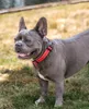 lionto Hundehalsband reflektierend, gepolstert & Produktbild-Vorschau 2