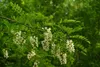 A close-up view of a branch with white flowers and green leaves. Produktbild-Vorschau