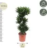 Drachenbaum Dracaena Compacta pflegeleicht 140cm Ø30cm Produktbild-Vorschau 2
