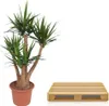 Riesen – Palmlilie – Yucca Elephantipes verzweigt – Produktbild-Vorschau 3