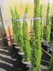 Cupressus sempervirens Totem - Mittelmeerzypresse - Produktbild-Vorschau 2