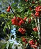 Malus hybr. 'Red Sentinel' - Zierapfel 60-80 cm - Pojemnik Podgląd zdjęcia produktu 1