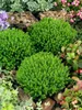 Hebe 'Green Globe', Strauchveronika, kompakt, 10–15 cm Produktbild-Vorschau 4