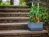 Gusta Garden CHARLY CHILY Štandardný samozavlažovací Náhľad obrázku produktu 12