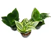 Sansevieria trifaciata hahnii - 3 versch. Pflanzen im 5,5cm Produktbild-Vorschau 3