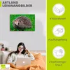 ARTland Leinwandbild Igel Blick Größe: 30x20 cm Produktbild-Vorschau 2