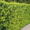 Stauden Gänge 10 x Ilex crenata 'Green Hedge' - Japanische Produktbild-Vorschau 2