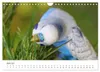 Wellensittiche - der NEUE Kalender (Wandkalender 2027 DIN Produktbild-Vorschau 9