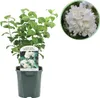 Bielokvetý jasmín Philadelphus Snowbelle - vonavé biele Náhľad obrázku produktu 2