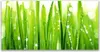 Glasbilder 140x70 Wandbild Druck auf Glas Gras Pflanzen Produktbild-Vorschau 1
