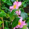 A close-up view of pink camellia flowers and green leaves. Produktbild-Vorschau