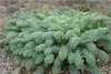 3 x Euphorbia myrsinites (Walzen Wolfsmilch)  - Stauden Produktbild-Vorschau 2