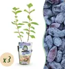 Lonicera caerulea Kamtschatica resistente al freddo 3 Anteprima dell’immagine prodotto 1