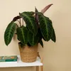 Bloomique - Calathea Warscewiczii - Roślina pawia - Rośliny Podgląd zdjęcia produktu 4