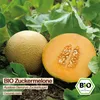 Samenliebe  Melone Samen | Benarys Zuckerkugel - sehr süß & Produktbild-Vorschau 4