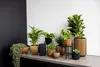 A collection of potted plants arranged on a shelf against a wall. Produktbild-Vorschau