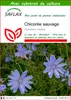 SAFLAX  - Chicorée sauvage - 250 graines - Avec substrat - Voir les images du produit 1