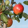 Malus domestica 'Elstar' Apfelbaum - Höhe 120cm - 5 Liter Produktbild-Vorschau 5