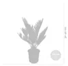 Bloomique - 2er Set - Cycas Revoluta - Palmfarn - Sagopalme Produktbild-Vorschau 4