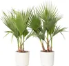 Mexikanische Fächerpalme - 2 Stk - Washingtonia robusta - Produktbild-Vorschau 6