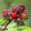 Green boutiQ - Obst gepflanzt - Rubus phoenicolasius - Produktbild-Vorschau 5