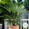 Bloomique - Washingtonia Robusta - Meksykańska palma Podgląd zdjęcia produktu 2
