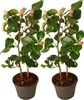 Kamelia japońska - 2 szt - Camellia japonica 'Dr. King' - Podgląd zdjęcia produktu 1