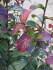 Parrotia persica Persian Spire - Säulenförmiger Produktbild-Vorschau 2