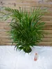 [Palmenlager] Goldfruchtpalme 120 cm - Dypsis lutescens - Produktbild-Vorschau 2