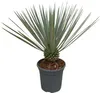 Trendyplants - Yucca Rostrata - Winterhart - Gartenpflanze Produktbild-Vorschau 1