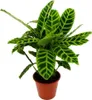 Roslina cieniolubna w paski XXL - Calathea zebrina - Zebra Podgląd zdjęcia produktu 1