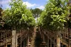 Apfelbaum Wintertaubenapfel - Malus domestica - 140-150cm Produktbild-Vorschau 3