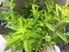 A close-up view of a potted lemon verbena plant with vibrant green leaves. Produktbild-Vorschau