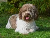 CALVENDO Puzzle Lagotto Romagnolo - Italienischer Produktbild-Vorschau 3