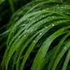 Stauden Gänge 5 x Hakonechloa macra im 1 Liter Topf - Produktbild-Vorschau 9