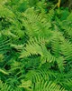 Dryopteris filix-mas, Wurmfarn, ca. 9x9 cm Topf Produktbild-Vorschau 7