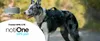 notiOne GPS Pet Tracker PLUS – Echtzeit-Ortung für Hunde & Produktbild-Vorschau 6
